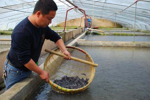 專業水產養殖場大量供應優質金絲鯰魚苗與有機鯰魚苗批發