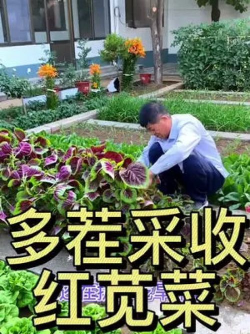 多茬采收的莧菜 優(yōu)質農產品種植正當時，助力鄉(xiāng)村振興