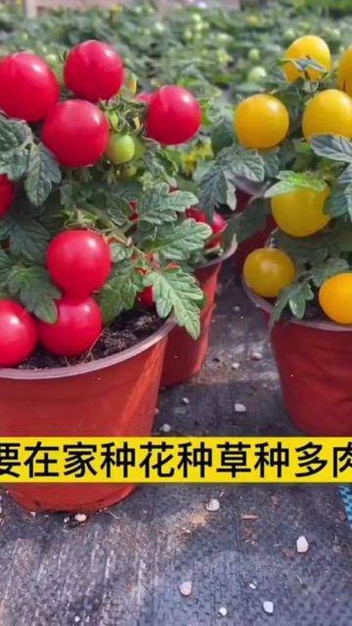 從種子到餐桌 家庭種植小番茄，打造優(yōu)質農產品新體驗